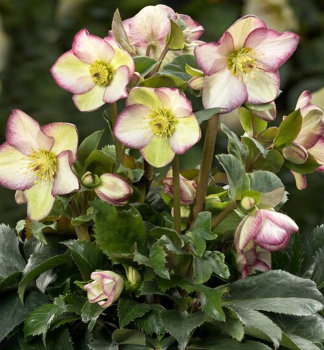 emeice hybridn ICE N ROSES FROSTED ROSE 15-20 cm, kont. 2 l