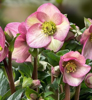 emeice hybridn ICE N ROSESROSE 15-20 cm, kont. 2 l