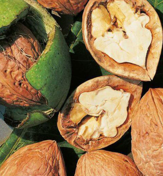 O�e��k kr�lovsk� �FRANQUETTE� 200-220 cm, kont. 7,5 l