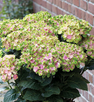 Hortenzie velkolist SWEET LIPS PINK 20-30 cm, kont. 4 l