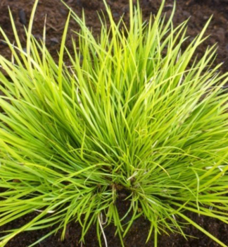Pukvorec trvolist HAKURO NISHIKI kont. 0,5 l