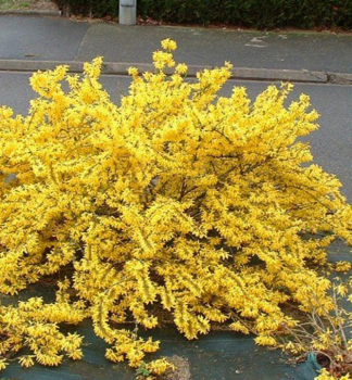 Zlatice prost�edn� (Zlat� d隝) �MAREE D�OR�� 20-30 cm, kont. 2,5 l