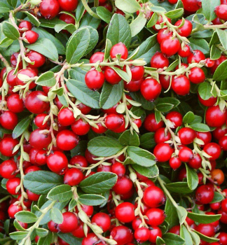 Brusinka prav MISS CHERRY 10-15 cm, kont. 2 l