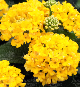Libora �BUSHY YELLOW�, kont. 0,5 l