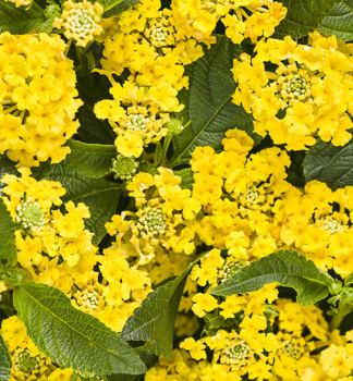 Libora �BUSHY YELLOW�, kont. 0,5 l