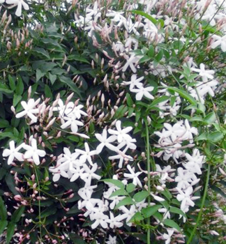 Jasm�n l�ka�sk� 15-20 cm, kont. 0,5 l