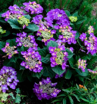 Hortenzie velkolist FRISBEEPURPLE 30-40 cm, kont. 4 l