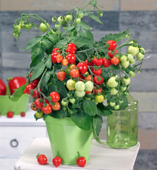 CHERRY RAJATA 'HEARTBREAKER F1', kont. 0,3 l