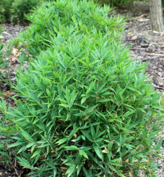 Bambus trpasličí / Pleioblastus pygmaeus 10-15 cm, kont. 0,5 l