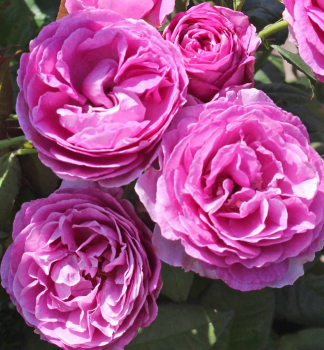Re strom. extra voav CARMEN WRTH ***** ADR Kordes 2018, na km. 80 cm, prostok.