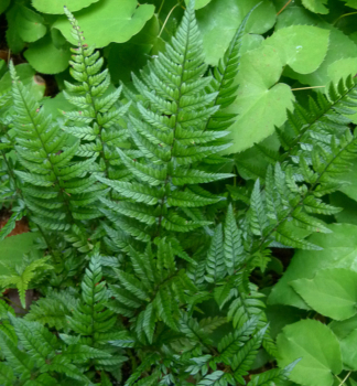 Kapra� japonsk� �TSUS-SIMENSE� 20-30 cm, kont. 1,7 l