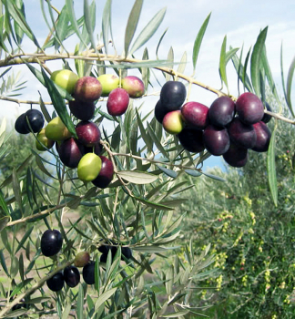 Olivovník evropský ´PIQUAL´, 80-100 cm, zemný bal