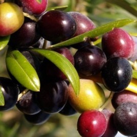 Olivovnk evropsk ARBEQUINA 120-130 cm, kont. 2 l