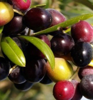 Olivovnk evropsk ARBEQUINA 60-70 cm, kont. 4 l