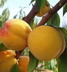 Broskvo� �CATHERINA� podn. GF677, 90-110 cm, kont. 5 l