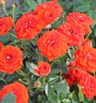 Minire ORANGE BABYFLOR Tantau, kont. 2 l