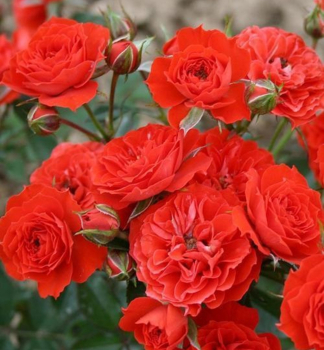 Minire ORANGE BABYFLOR Tantau, kont. 2 l
