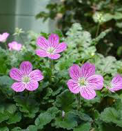 Obrzok (1)