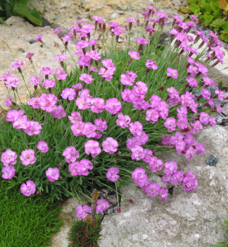 Hvozd�k siv� �PINK JEWEL�, kont. 0,5 l