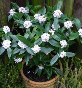 Lýkovec voňavý (Daphne) ´PRINCESS WHITE´ 30-40 cm, kont. 2 l