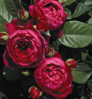 R��e ke�ov� �ASCOT�� * Tantau, kont. 2 l