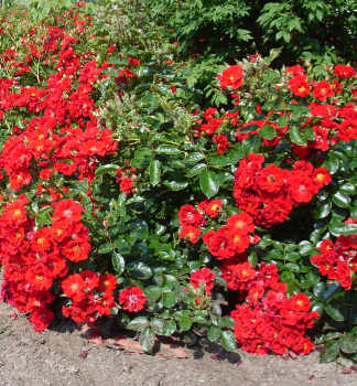 R��e p�dopokryvn� �ALPENGL�HEN�� Tantau, 20-30 cm, kont. 2 l