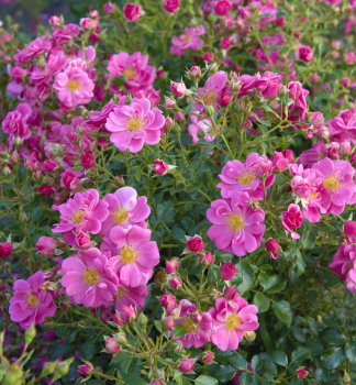 Růže půdopokryvná ´BIENENWEIDE®ROSA´ ADR, Tantau, kont. 2 l