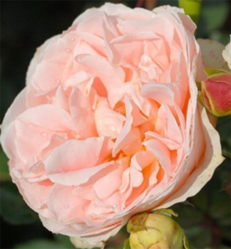 Re keov MATTHIAS CLAUDIUS ROSE ADR *** Tantau, kont. 2 l