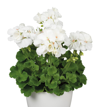 Pelargonie vzpmen WHITE ICE, kont. 0,3 l