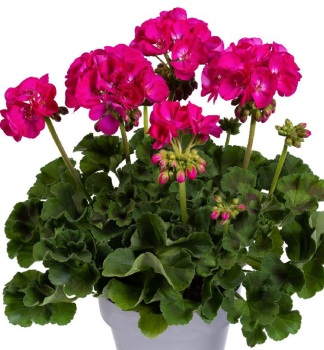 Pelargonie vzpmen ELLEN, kont. 0,3 l