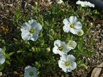Obrzok (2)