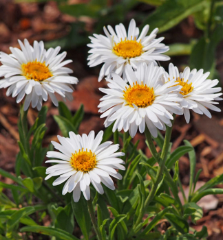 Hvzdnice alpsk WHITE BEAUTY kont. 0,5 l 