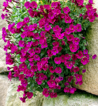 Ta�i�ka �AUDREY RED� kont. 1 l