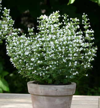 Marulka lkask MARVELETTE WHITE kont. 0,5 l