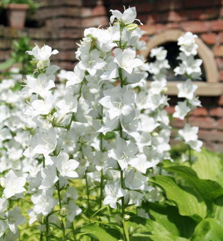 Zvonek broskvolist GRANDIFLORA ALBA kont. 0,5 l