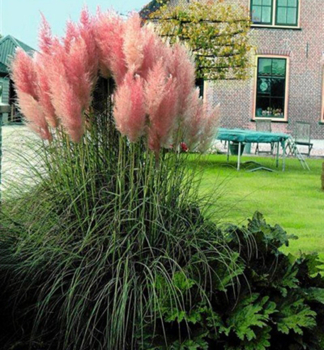 Kortadrie - pampov trva rov ROSEA 30-40 cm, kont. 2 l