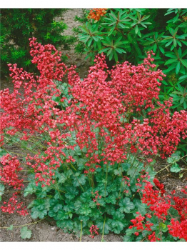 Dluicha krvav CORAL FOREST kont. 0,5 l