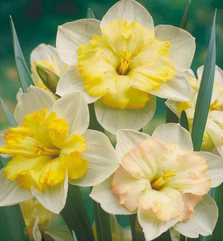 Narcis velkok�t� �CHANGING COLOURS�, 5 ks v balen�