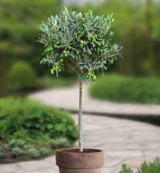 Olivovník evropský, na kmínku 50 cm, kont. 9 l