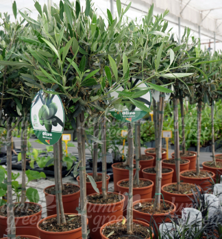Obr�zok (6)