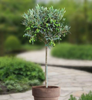 Olivovník evropský, na kmínku 50 cm, kont. 3 l