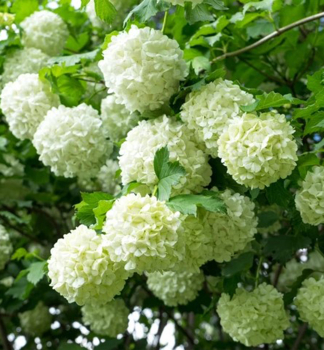 Kalina obecn ROSEUM 15-20 cm, kont. 2,5 l