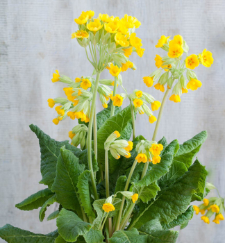 Petrkl jarn CABRILLO YELLOW kont. 0,5 l