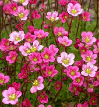 Lomik�men Arends�v �FLOWER CARPET� kont. 1 l