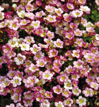 Lomik�men Arends�v �FLOWER CARPET� kont. 1 l