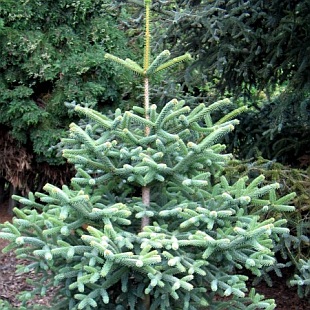 Jedle panlsk GLAUCA 40-50 cm, kont. 7,5 l