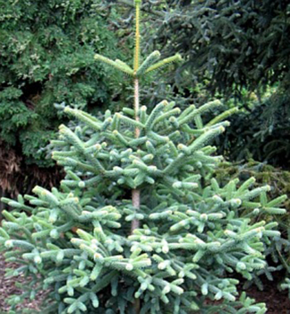 Jedle vzneen GLAUCA 20-30 cm, kont. 2,5 l