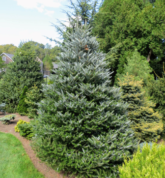 Jedle korejsk� �HORSTMANS SILBERLOCKE� 30-40 cm, kont. 7,5 l