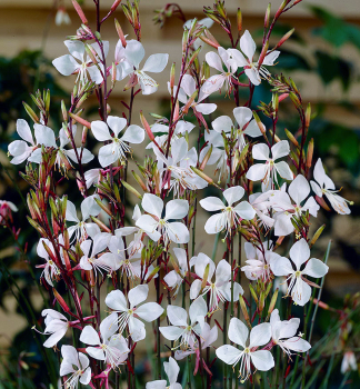 Gaura Lindheimeri CORRIES GOLD kont. 0,5 l