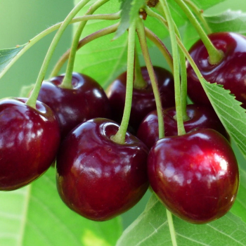 Vi�e� �NEFRIS� podn. Colt, 130-140 cm, kont. 5 l